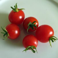 Italian Cherry Tomato Ciliegia (Solanum lycopersicum)