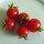 Italian Cherry Tomato Ciliegia (Solanum lycopersicum) seeds