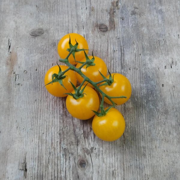 Cocktail Tomato Cytrynek Groniasty (Solanum lycopersicum) seeds