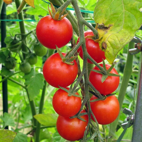 Cherry Tomato Gardeners Delight (Solanum lycopersicum) seeds