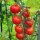 Cherry Tomato Gardeners Delight (Solanum lycopersicum) seeds