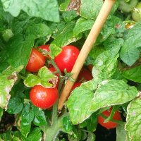 Greek Balcony Tomato (Solanum lycopersicum) seeds