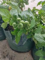 Greek Balcony Tomato (Solanum lycopersicum) seeds