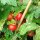 Greek Balcony Tomato (Solanum lycopersicum) seeds