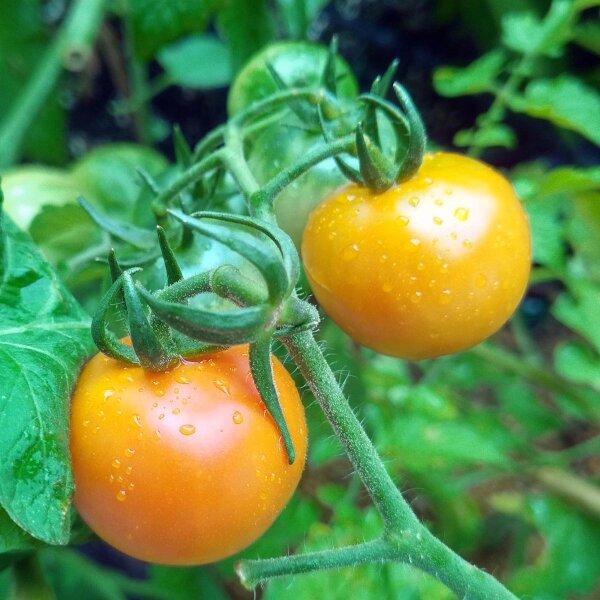 Yellow Cocktail Tomato Mirabelle (Solanum lycopersicum) seeds