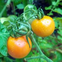 Yellow Cocktail Tomato Mirabelle (Solanum lycopersicum)...