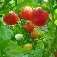 Polish Tall Cherry Tomato Pokusa (Solanum lycopersicum)...