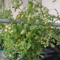 Polish Tall Cherry Tomato Pokusa (Solanum lycopersicum)...