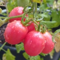 Early Cherry Tomato Whippersnapper (Solanum lycopersicum)...