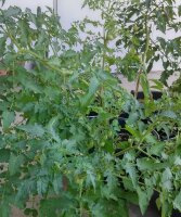 Early Cherry Tomato Whippersnapper (Solanum lycopersicum)...