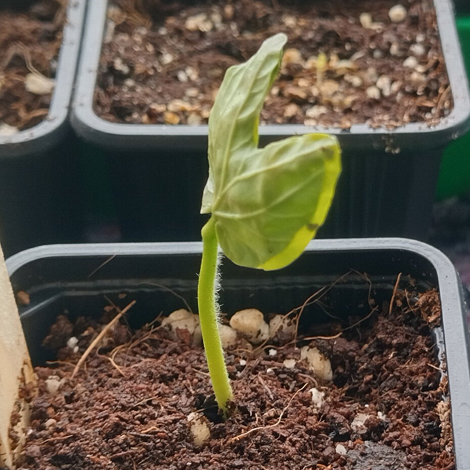 Hawaiian Baby Woodrose (Argyreia nervosa) seeds