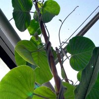 Hawaiian Baby Woodrose (Argyreia nervosa) seeds