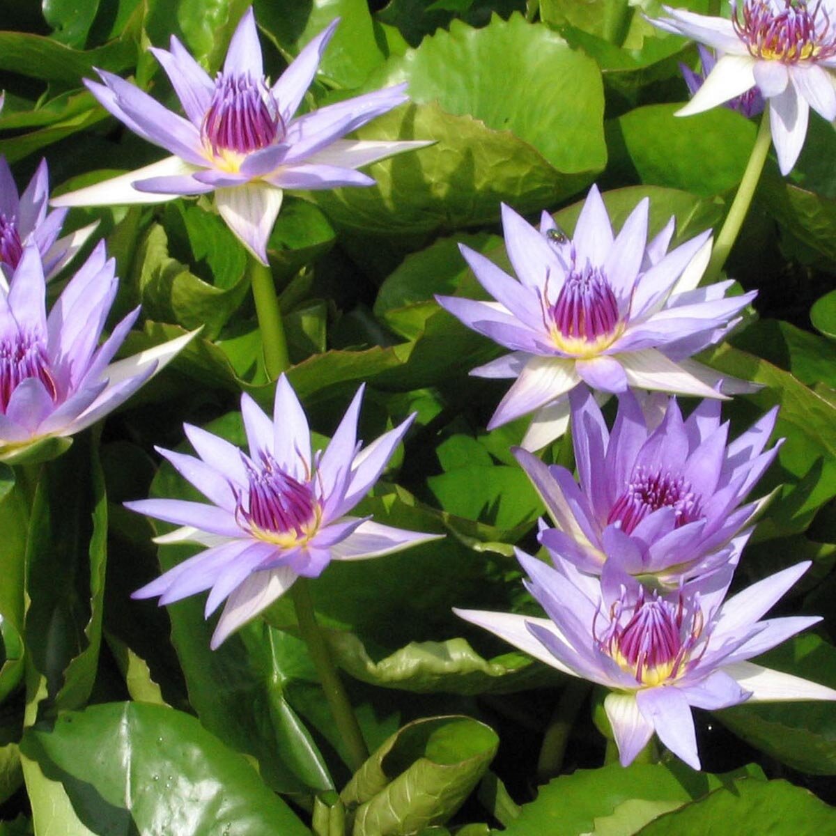 Egyptian Blue Lotus C/S Flowers nymphaea Caerulea Pesticide Free