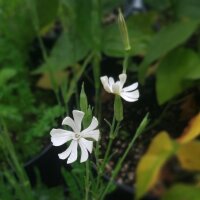 African Dream Root / Xhosa Dream Herb (Silene capensis) seeds