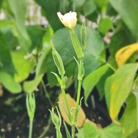 African Dream Root / Xhosa Dream Herb (Silene capensis)...