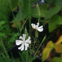 African Dream Root / Xhosa Dream Herb (Silene capensis)