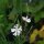 African Dream Root / Xhosa Dream Herb (Silene capensis) seeds