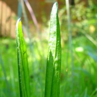 Buckhorn / Ribwort Plantain (Plantago lanceolata) seeds