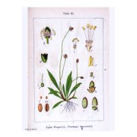 Buckhorn / Ribwort Plantain (Plantago lanceolata) seeds