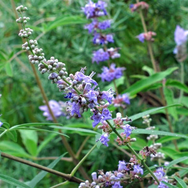 Monks Pepper / Chaste Berry (Vitex agnus-castus) seeds