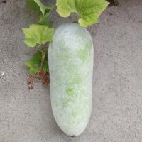 Winter Melon / Wax Gourd (Benincasa hispida) seeds