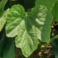 Winter Melon / Wax Gourd (Benincasa hispida) seeds