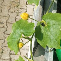 Winter Melon / Wax Gourd (Benincasa hispida)