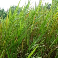 Reed Canary Grass (Phalaris arundinacea) seeds