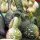 Bottle Gourd / Calabash Dipper (Lagenaria siceraria) seeds