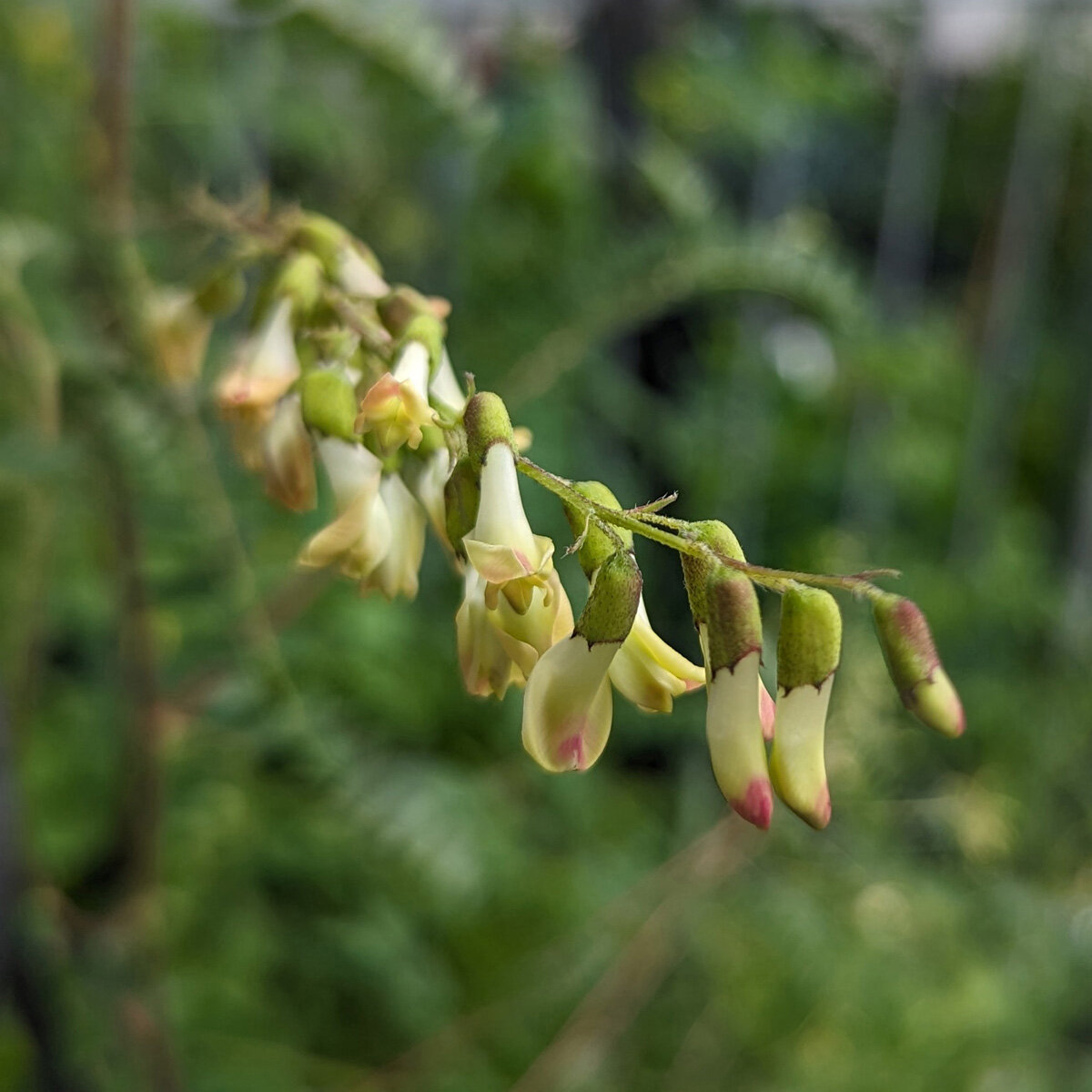 Hung Q (Astragalus membranaceus) seeds