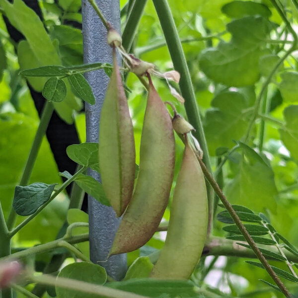 Hung Q (Astragalus membranaceus) seeds
