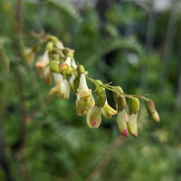 Huáng Qí (Astragalus membranaceus) seeds