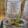 Bath Asparagus (Ornithogalum pyrenaicum) seeds