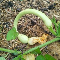 Climbing Courgette Tromboncino dAlbenga (Cucurbita...