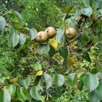 Wild Pear (Pyrus pyraster) seeds