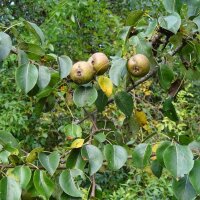 Wild Pear (Pyrus pyraster) seeds
