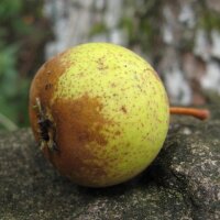 Wild Pear (Pyrus pyraster) seeds