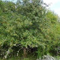 Wild Pear (Pyrus pyraster) seeds