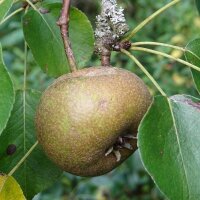 Wild Pear (Pyrus pyraster) seeds