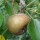 Wild Pear (Pyrus pyraster) seeds