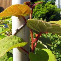 Kiwi / Chinese Actinidia (Actinidia chinensis) seeds