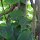 Kiwi / Chinese Actinidia (Actinidia chinensis) seeds