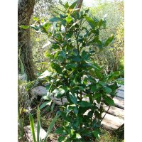 Laurel/ Bay Tree (Laurus nobilis) seeds