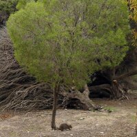 Narrow-Leaved Tea Tree (Melaleuca alternifolia) seeds