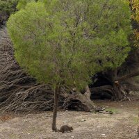 Narrow-Leaved Tea Tree (Melaleuca alternifolia)