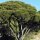 Narrow-Leaved Tea Tree (Melaleuca alternifolia) seeds