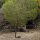 Narrow-Leaved Tea Tree (Melaleuca alternifolia)