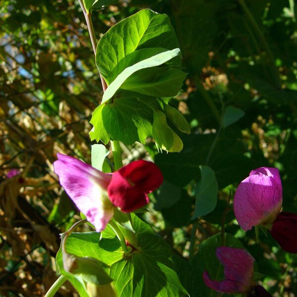 Wild Pea (Pisum sativum subsp. elatius) seeds