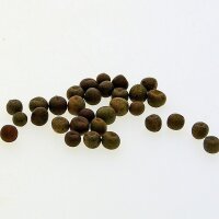 Wild Pea (Pisum sativum subsp. elatius) seeds