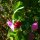 Wild Pea (Pisum sativum subsp. elatius) seeds